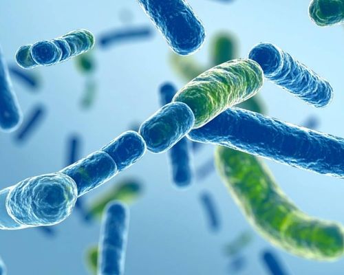 probiotique