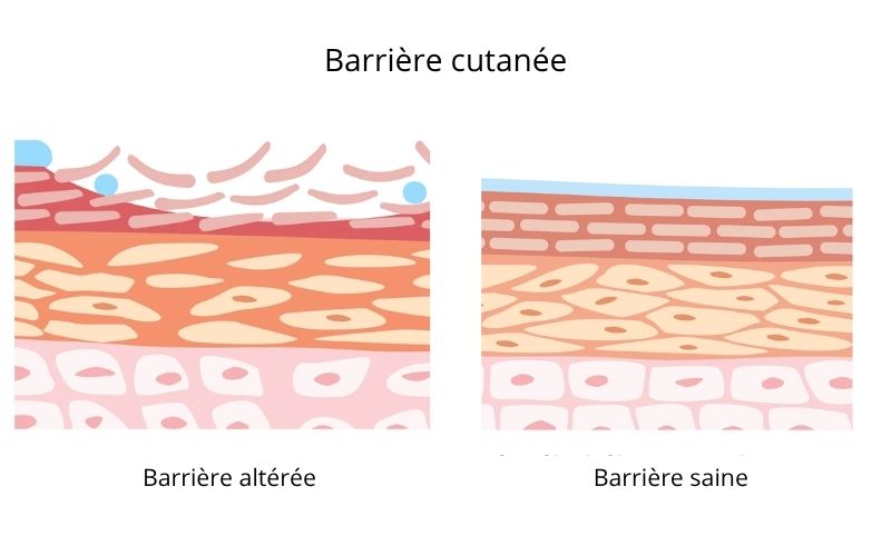 probiotiques