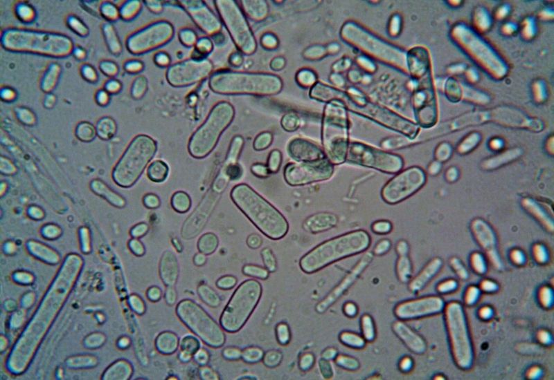 microbiote cutané
