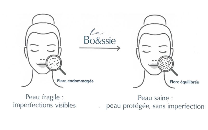 probiotique et barrière