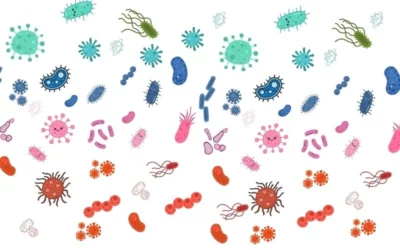 Axe intestin–peau : comment le microbiote intestinal influence l’équilibre cutané